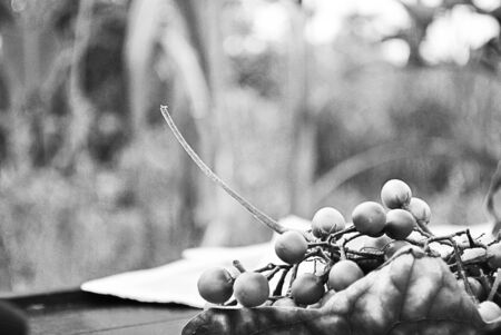 one of the fruitの写真素材