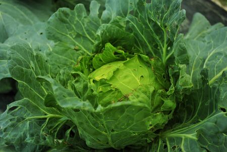 cabbageの写真素材