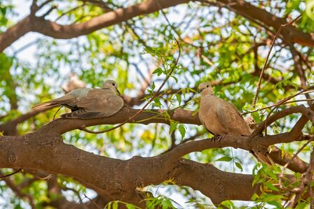 A couple of laughing dove sitting on a treeの写真素材