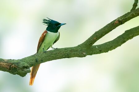 Asian paradise flycatcher on a tree perch