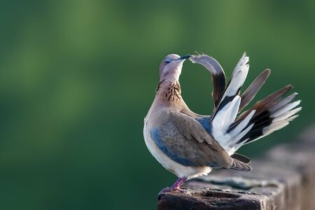 Laughing dove doing preen on a brick wall