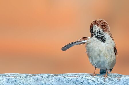 House sparrow doing preen on a white wallの写真素材