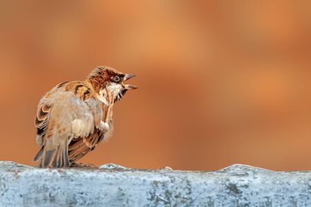 House sparrow doing yoga on a white wallの写真素材
