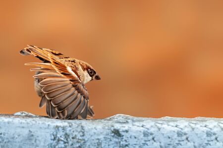 House sparrow doing yoga on a white wallの写真素材