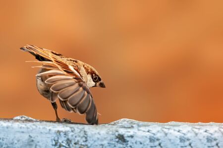 House sparrow doing yoga on a white wallの写真素材