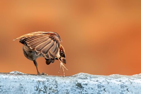 House sparrow doing yoga on a white wallの写真素材