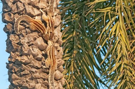 Indian palm squirrels showing love on a date treeの写真素材
