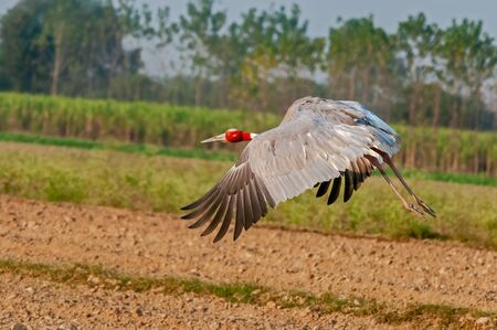 Sarus crane taking off in the fieldの写真素材