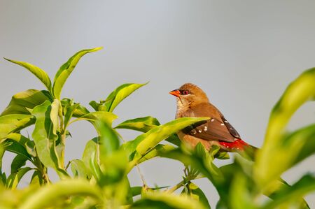 Strawberry finch on a bush in golden lightの写真素材