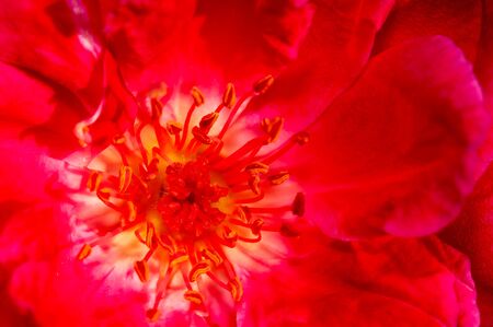 A macrograph of rose showing petals and pollenの写真素材