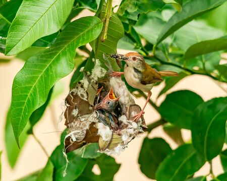 Common tailorbird feeding chicks at nest on a tree. This image shows the pure motherhood of a common...
