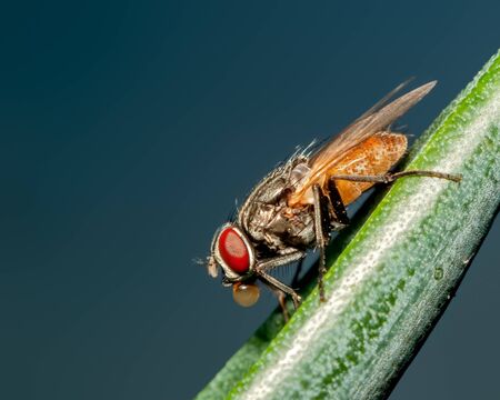 Housefly sitting on a leaf making bubble after having lunchの写真素材