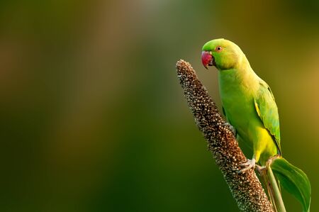 Rose ringed parakeet eating grains on a millet plantの写真素材