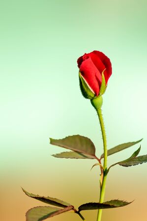 This rose image was taken late afternoon when the light was not harsh. The unidirectional light made colors rich and bright.の写真素材