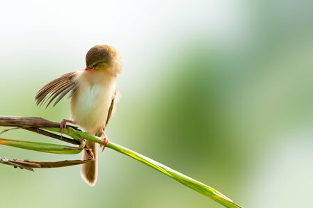 Plain prinia sitting on a leaf doing preen on a bright sunny dayの写真素材