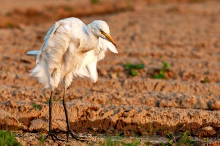 Cattle egret fluttering its wings after doing preenの写真素材