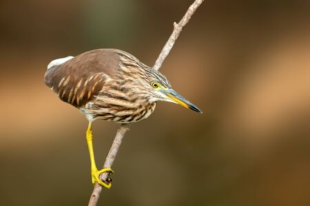 Indian pond heron sitting on a perch looking for food