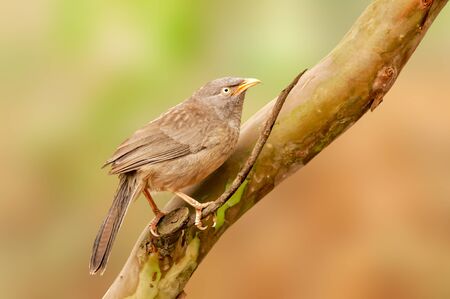 Jungle babbler sitting alone on a treeの写真素材