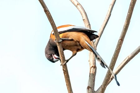 Rufous treepie enjoying food on a treeの写真素材