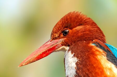 It seems this white throated kingfisher thinking seriouslyの写真素材