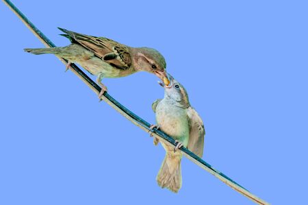 House sparrow feeding chick sitting on a wireの写真素材