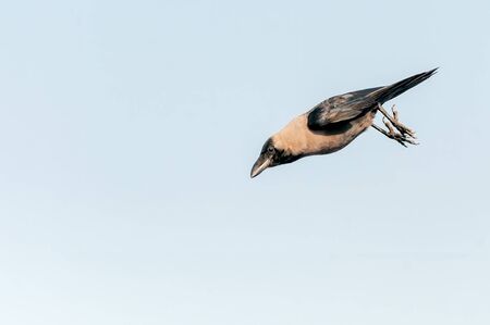 A house crow jumping down in the airの写真素材