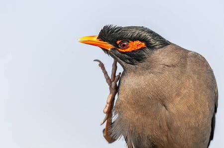 A portrait of bank myna doing preenの写真素材