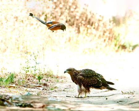 A rufous treepie chasing black kite in forest