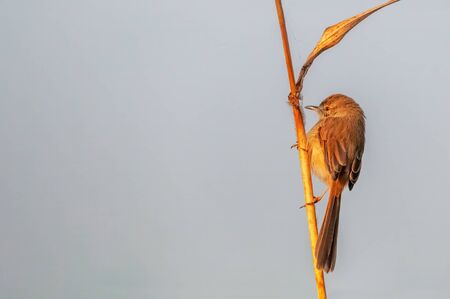A plain prinia in golden light on a plantの写真素材