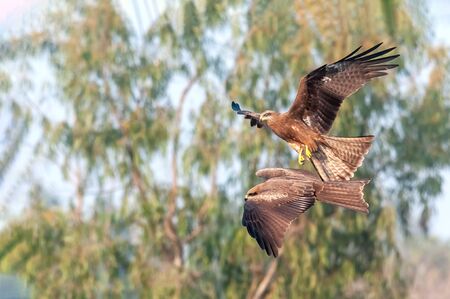 A pair of black kite flying against trees