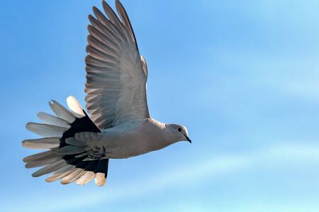 A collared dove flying in cloudy skyの写真素材