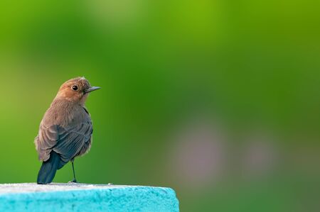 A brown rockchat sitting on a wall looking back
