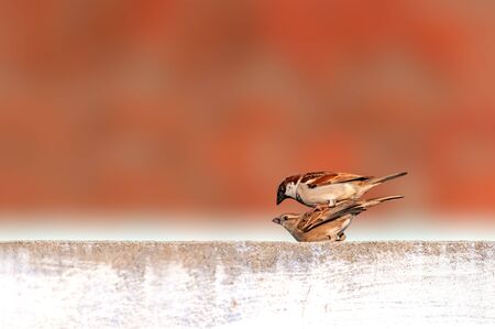 A pair of house sparrow during mating