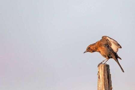 Brown rockchat having stretch on a perchの写真素材