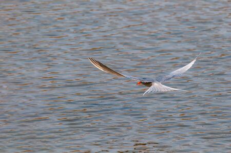 A river tern hovering over a pond