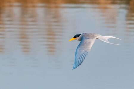 A river tern flying over a riverの写真素材