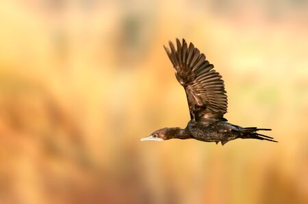 Little cormorant flying in dim light at late eveningの写真素材