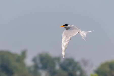 A river tern flying in the sky over treesの写真素材