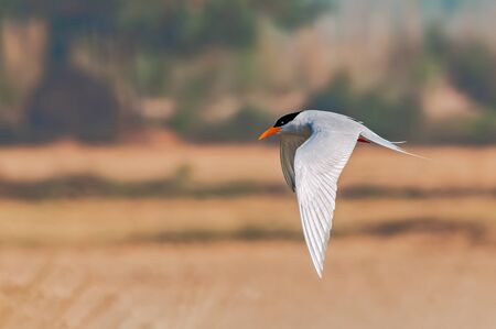 A river tern in flight in golden lightの写真素材