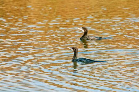 A pair of little cormorant swimming in water