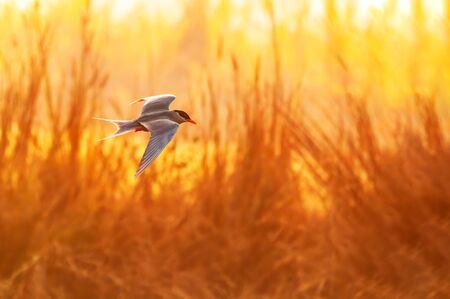 A river tern flying across a jungle
