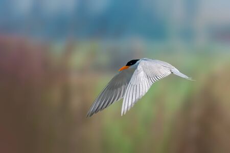 A river tern flying against smooth backgroundの写真素材