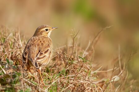 A paddyfield pipit in grass looking backの写真素材