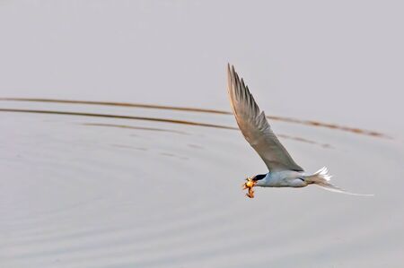 A river tern with a frog catch