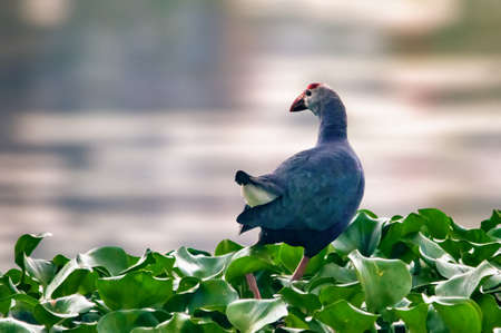 A grey headed swamphen walking on grassの写真素材