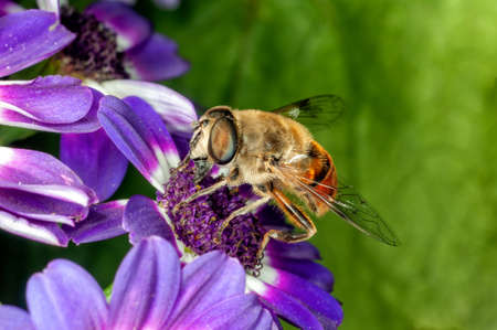 Honey bee is sucking nectar from blue flowers