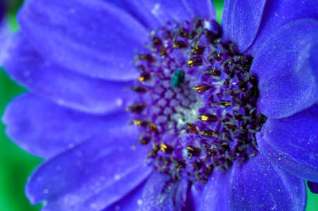 Closeup of blue flower in gardenの写真素材