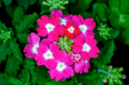Bunch of pink flowers on a plantの写真素材