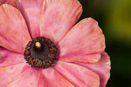 Closeup of pink flower