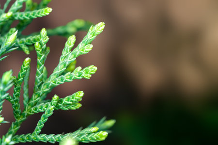 Closeup of green leavesの写真素材